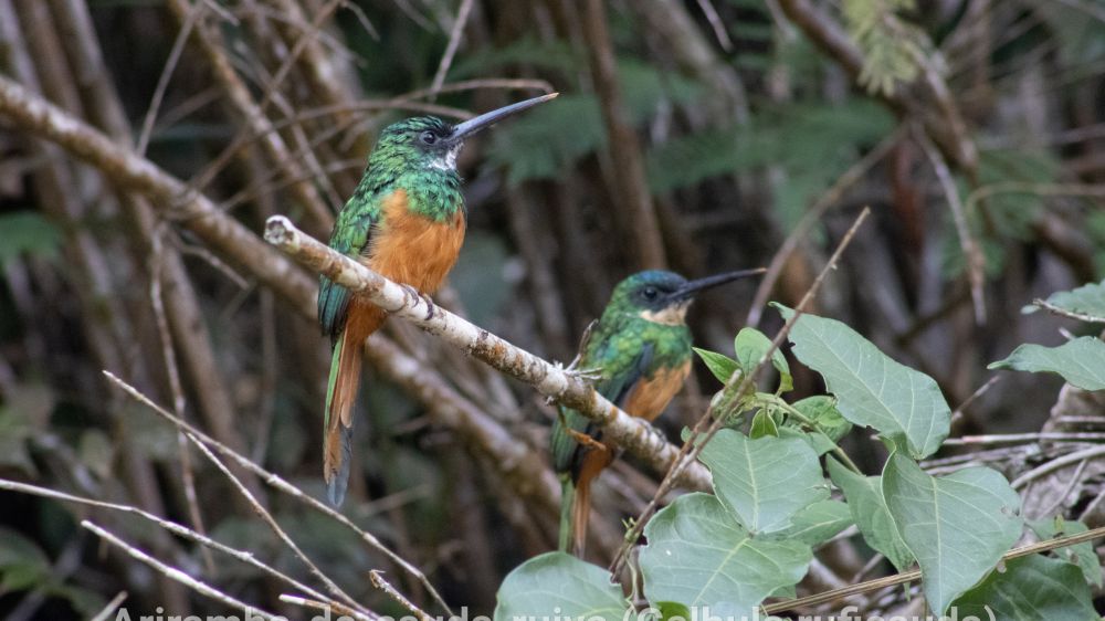 Ariramba de cauda-ruiva (Gaubula ruficauda). Mata Atlantica em Santa Teresa ES. Foto de Daniel Alves de Abreu.