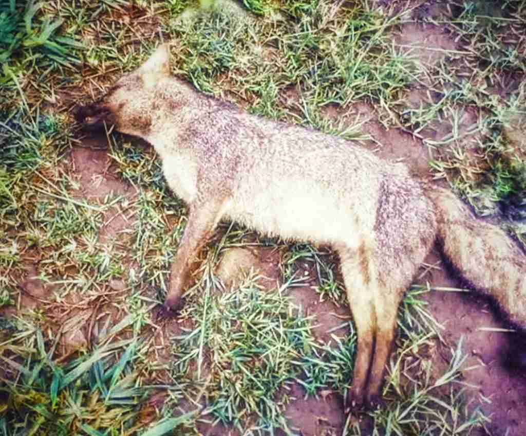 Cachorro do mato morto às margens da ES 010 após ser atropelado em 2016. Semana passada houve novo registro de atropelamento do canídeo nativo da fauna braisleira. Foto: Divulgação/Arquivo/Ibraff