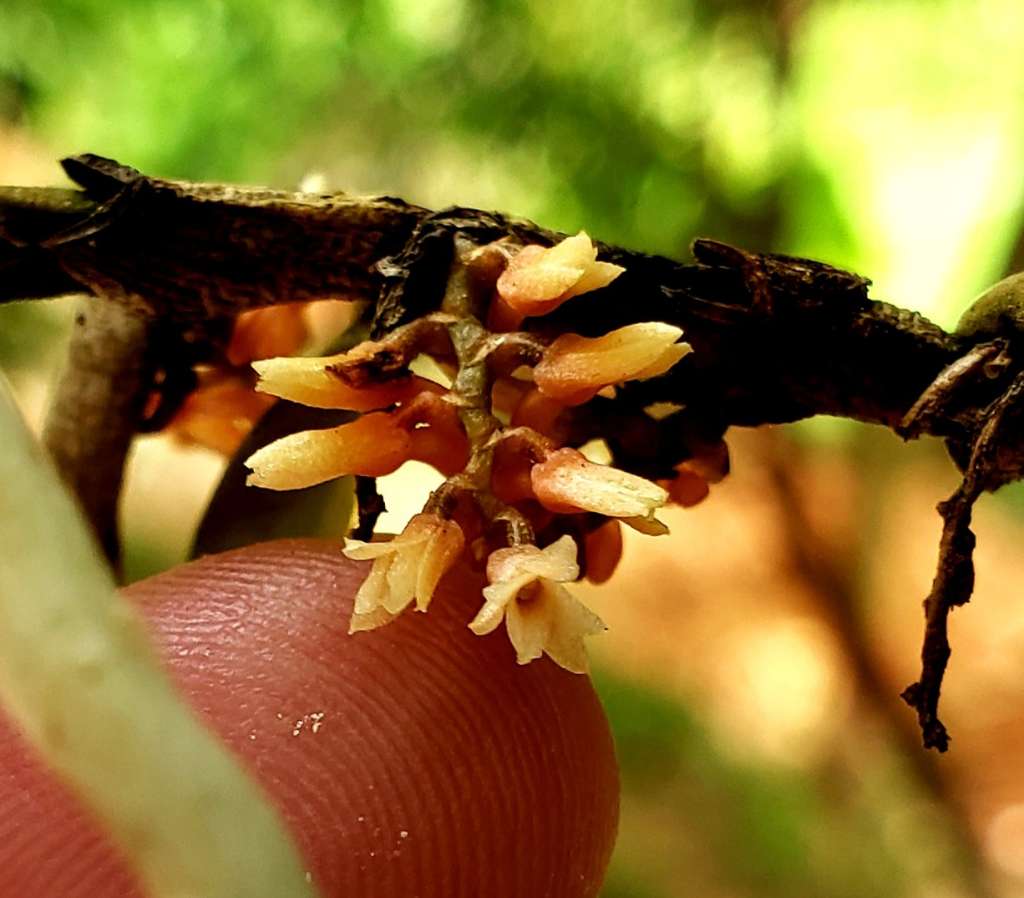 Campylocentrum pachyrrhizum - orquídea de fita fotografada na Mata Atlântica em Santa Teresa - ES . Foto: Carmem Barcellos