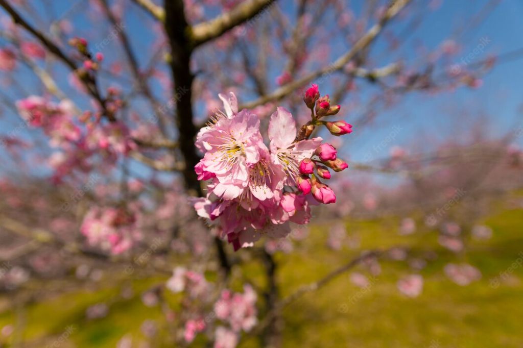 Flor de cerejeira