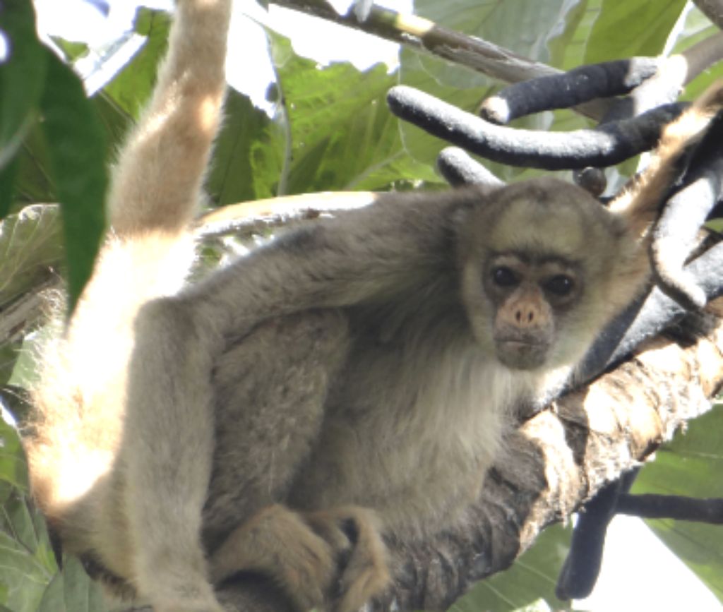 Fêmea de muriqui-do-norte encontrada em fragmento isolado de mata no entorno do Caparaó em 2018. Foto: Arquivo/ICMBio