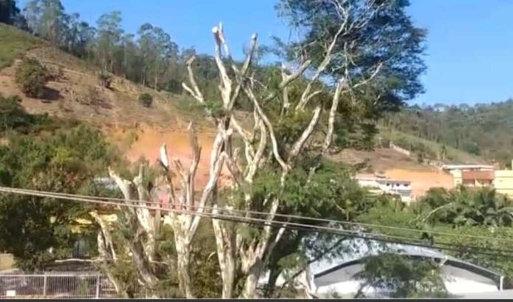 Pau-ferro foi 'decepado' na área urbana de Santa Maria de Jetibá e gerou reações da comunidade local. Foto: Reprodução de vídeo/Divulgação